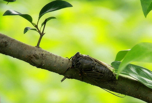 小知了能吃吗-知了怎么样吃最好2