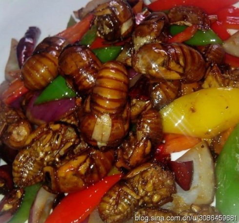 小知了能吃吗-知了怎么样吃最好4