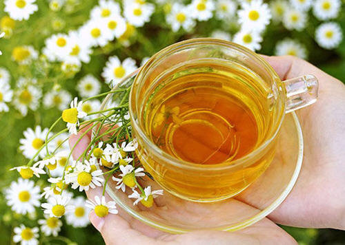 白菊花泡水喝的功效与作用1