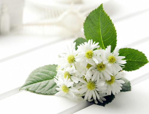 白菊花泡水喝的功效与作用2