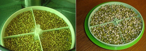 图文教程：家庭发豆芽菜机如何发豆芽5