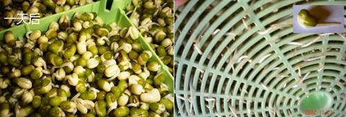 图文教程：家庭发豆芽菜机如何发豆芽6