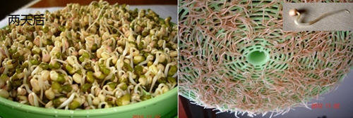 图文教程：家庭发豆芽菜机如何发豆芽7