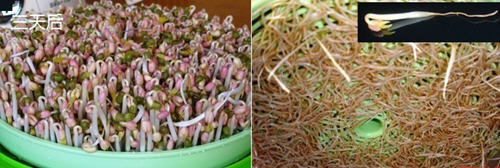 图文教程：家庭发豆芽菜机如何发豆芽9