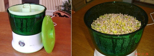 图文教程：家庭发豆芽菜机如何发豆芽10