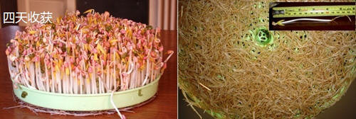 图文教程：家庭发豆芽菜机如何发豆芽11