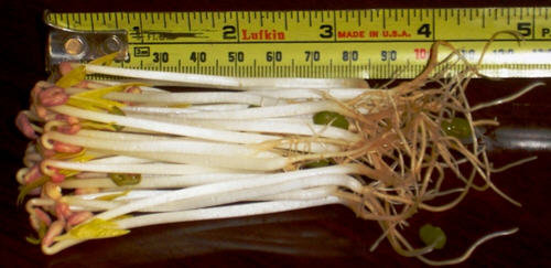 图文教程：家庭发豆芽菜机如何发豆芽12