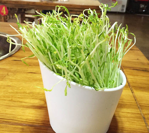 图文讲解：家中怎么发豆芽快速生芽的方法大全11