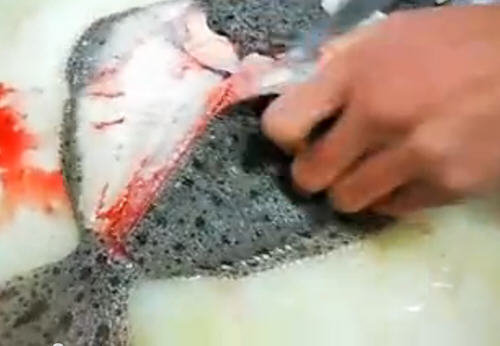 多宝鱼怎么杀-图解快速杀多宝鱼的方法6