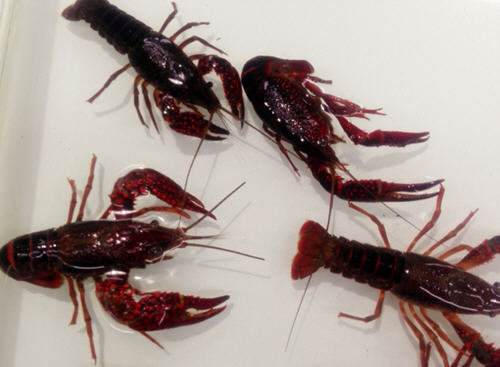 淡水小龙虾吃什么食物-养殖小龙虾别喂什么吃长的快1