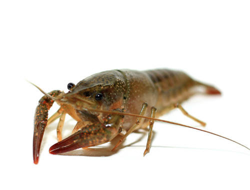 淡水小龙虾吃什么食物-养殖小龙虾别喂什么吃长的快2