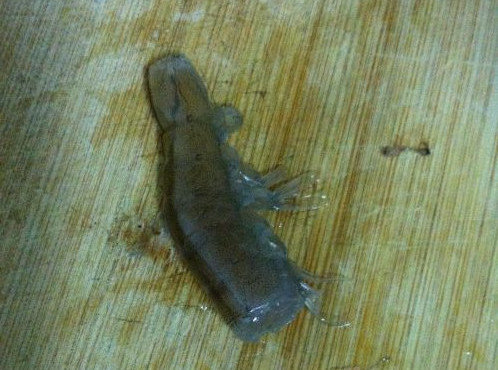 河虾怎么清洗-图解河虾清洗方法1