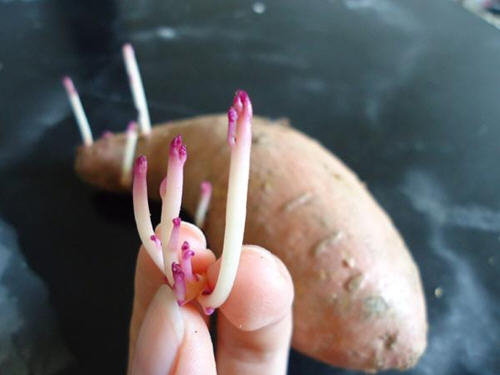 红薯发芽了还能吃吗？去掉芽可以食用1