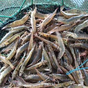 正宗潮汕砂锅粥的做法2