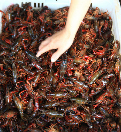 洗虾粉事件-洗虾粉洗小龙虾的危害2