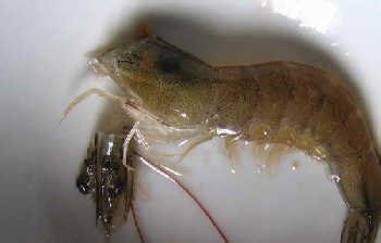 基围虾怎么洗干净-图解基围虾清洗方法2