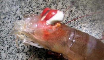 基围虾怎么洗干净-图解基围虾清洗方法3