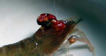 基围虾怎么洗干净-图解基围虾清洗方法4