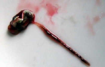 基围虾怎么洗干净-图解基围虾清洗方法5