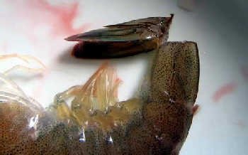 基围虾怎么洗干净-图解基围虾清洗方法6