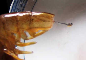 基围虾怎么洗干净-图解基围虾清洗方法7