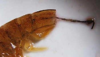 基围虾怎么洗干净-图解基围虾清洗方法8