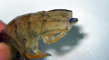 基围虾怎么洗干净-图解基围虾清洗方法9