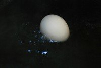 图解怎么剥鸡蛋壳？十秒钟快速巧剥鸡蛋壳1