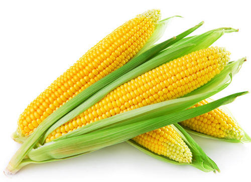 图解新鲜玉米怎么保存方法-嫩玉米怎么保存更长久5