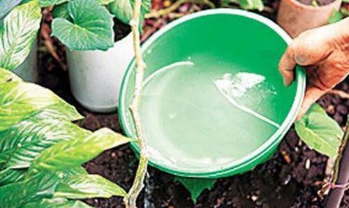 丝瓜水怎么提取-自制丝瓜提取丝瓜水图解1