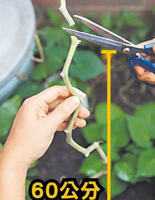 丝瓜水怎么提取-自制丝瓜提取丝瓜水图解2