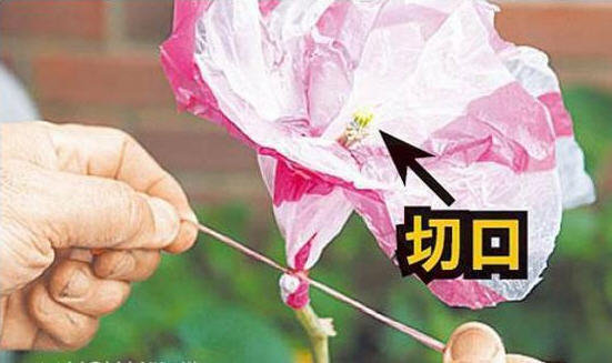 丝瓜水怎么提取-自制丝瓜提取丝瓜水图解3