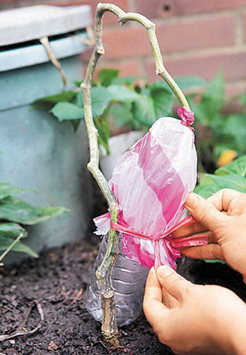 丝瓜水怎么提取-自制丝瓜提取丝瓜水图解4