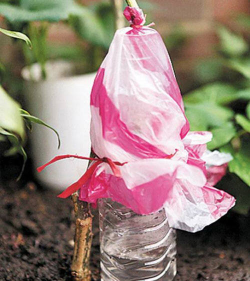 丝瓜水怎么提取-自制丝瓜提取丝瓜水图解5