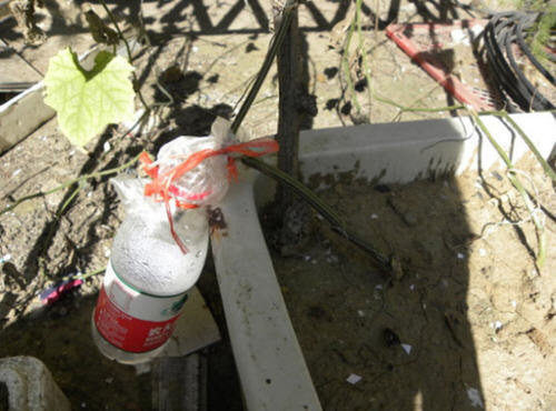 丝瓜水怎么提取-自制丝瓜提取丝瓜水图解6