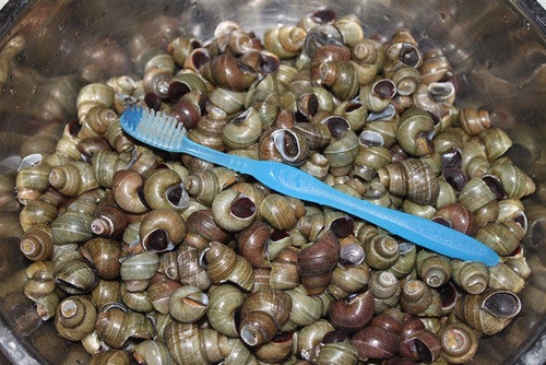 图解田螺怎么洗的才干净的两种方法2