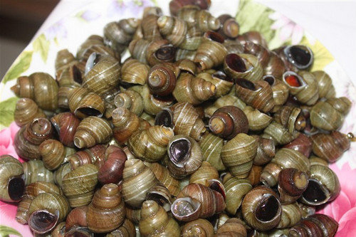 图解田螺怎么洗的才干净的两种方法3