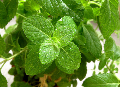 新鲜薄荷叶怎么吃-介绍薄荷叶的各种食用方法1