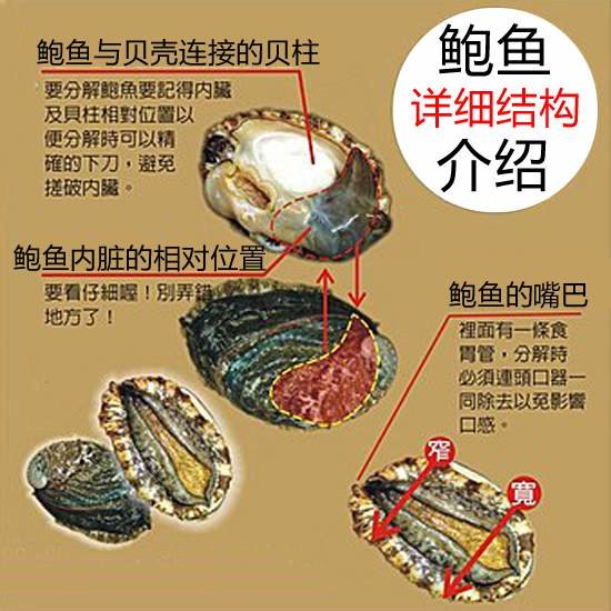 鲍鱼怎么处理干净-图解新鲜鲍鱼的清洗方法