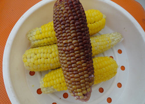 熟玉米怎么保存-煮熟玉米保存多久2