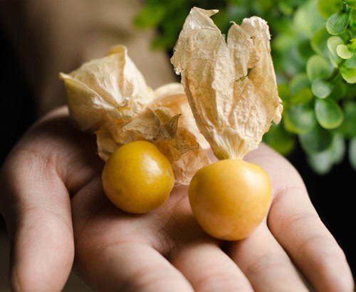 灯笼果与姑娘果的区别1