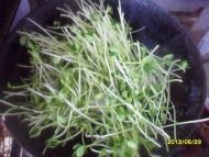 清炒绿豆苗5
