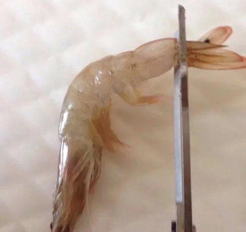 开背虾怎么开背漂亮-图解给虾开背的正确方法1