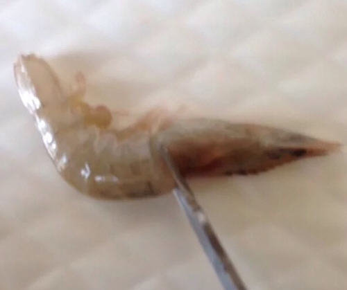 开背虾怎么开背漂亮-图解给虾开背的正确方法2