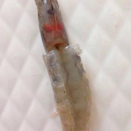 开背虾怎么开背漂亮-图解给虾开背的正确方法4