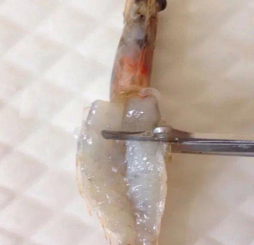 开背虾怎么开背漂亮-图解给虾开背的正确方法7