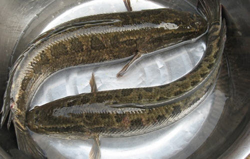 黑鱼不能和什么一起吃？1