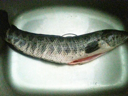 黑鱼不能和什么一起吃？2