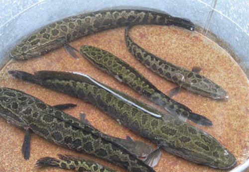 黑鱼不能和什么一起吃？3