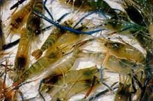 金钱虾、白脚虾、马来西亚大虾、金钱虾、万氏对虾